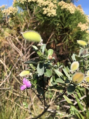 Podalyria calyptrata