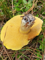 Suillus granulatus