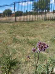 Verbena