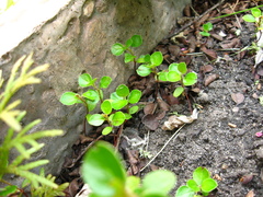 Cotoneaster hjelmqvistii