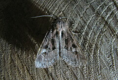 Trigonophora jodea