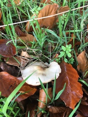 Volvopluteus gloiocephalus