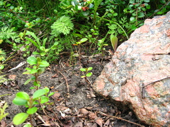 Cotoneaster hjelmqvistii