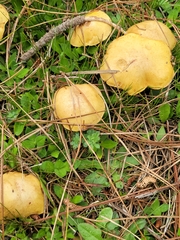 Suillus granulatus