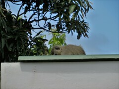 Chlorocebus pygerythrus pygerythrus