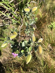 Podalyria calyptrata