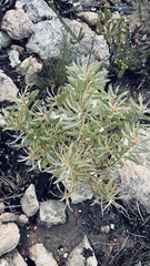 Leucadendron meridianum