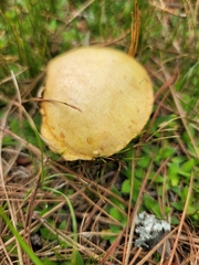 Suillus granulatus