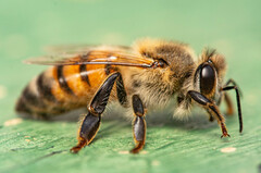 Apis mellifera scutellata