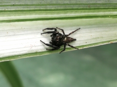 Anarrhotus fossulatus