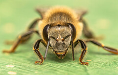 Apis mellifera scutellata