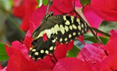 Papilio demodocus demodocus