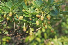 Rhododendron pilosum