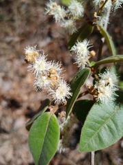 Myrcia