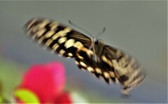 Papilio demodocus demodocus