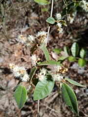 Myrcia