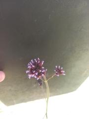 Verbena