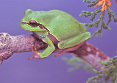 Hyla andersonii