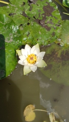 Nymphaea tetragona