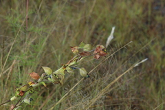 Commelina