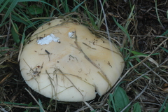 Amanita junquillea