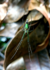 Leucauge decorata