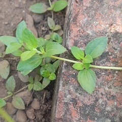 Synedrellopsis grisebachii