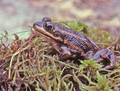 Lithobates virgatipes