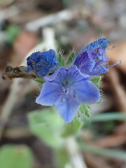 Echium