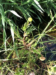 Cotula coronopifolia