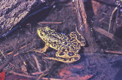 Lithobates septentrionalis