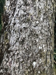 Nothofagus obliqua