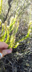 Struthiola ciliata