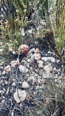 Hermannia trifoliata