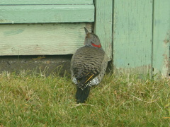 Colaptes auratus luteus × cafer