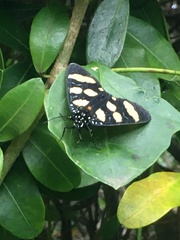 Heraclia africana