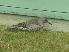 Colaptes auratus luteus × cafer
