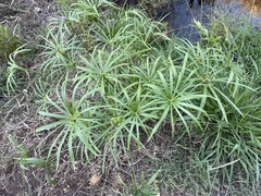 Cyperus alternifolius
