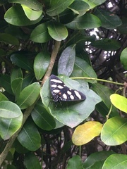 Heraclia africana