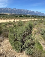 Dicerothamnus rhinocerotis