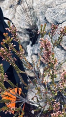 Erica curtophylla