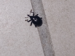 Curculionoidea