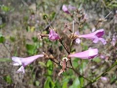 Fridericia platyphylla