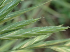 Bromus