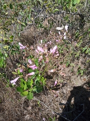 Fridericia platyphylla