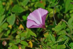 Convolvulus althaeoides