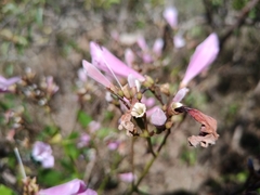 Fridericia platyphylla
