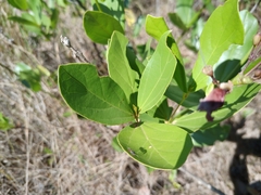 Fridericia platyphylla