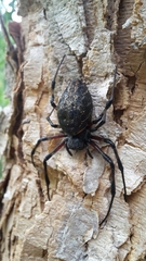 Nephilingis cruentata