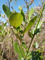Fridericia platyphylla